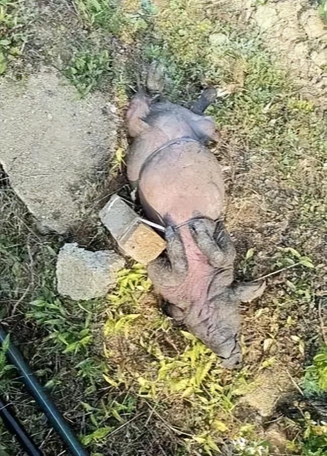 石头的死猪该井供给了一半村民的饮用水瓦力