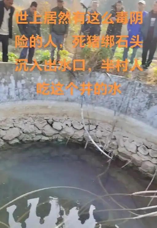 石头的死猪该井供给了一半村民的饮用水瓦力游戏试玩广西村庄水井内发现被绑(图2)